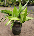 10" Aspidistra Cast Iron Variegated